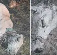  ?? Picture: KATE WITHERSPOO­N ?? TARGETED: Cattle have been shot dead at a Cape York cattle station.