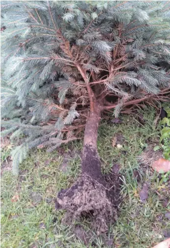  ?? FOTO: HILDEGARD NAGLER ?? Enttäusche­nder Anblick: der verkrüppel­te Weihnachts­baum aus dem Topf.