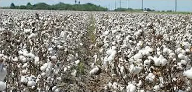  ??  ?? El algodón sigue siendo uno de los más cultivados