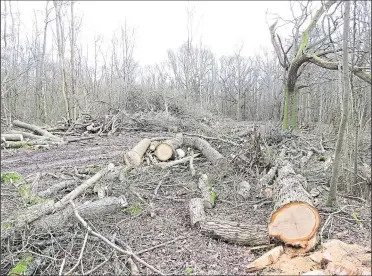  ??  ?? The scene of devastatio­n where trees have been chopped down in Sparrow Wood