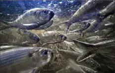  ?? Robert F. Bukaty/Associated Press ?? River herring, also known as alewives, swim in a stream on May 16 in Franklin, Maine. The fish were once headed for the endangered species list but have been making a comeback in some U.S. states.