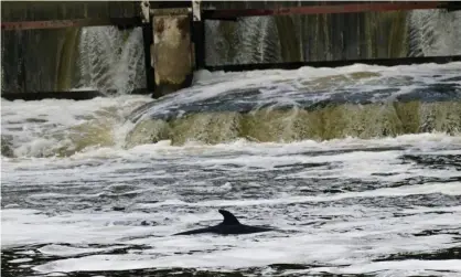  ??  ?? The minke whale pictured at Teddington lock on Monday. Photograph: Yui Mok/PA