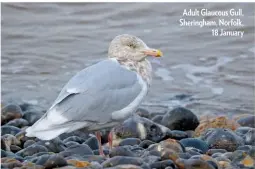  ??  ?? Adult Glaucous Gull, Sheringham, Norfolk, 18 January