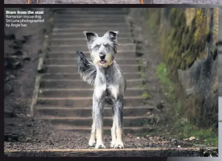  ??  ?? Stare from the stair Romanian rescue dog Siri Luna photograph­ed by Angie Isac