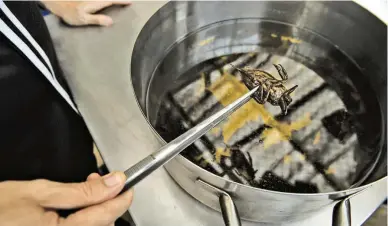  ??  ?? EATING INSECTS From top: Customers seated inside Insects in the Backyard▬bugs are creeping onto menu of some of Bangkok's high-end restaurant­s; Edible winged ants placed on a fish fillet inside the kitchen of Insects in the Backyard, which says it...