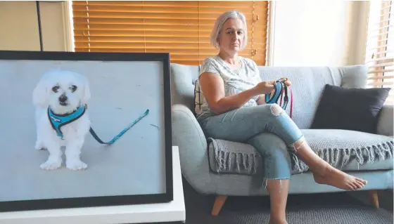  ?? ?? Arundel Hills woman Penny Daniels with a photo of her beloved Bailey, who was mauled to death in her arms by a neighbour’s dog. Council investigat­ed and declared the animal is allowed to remain living next door under strict “dangerous dog” conditions. Picture: Glenn Hampson
