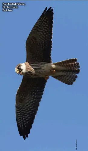  ?? ?? Red-footed Falcon, Elmley, Kent, October