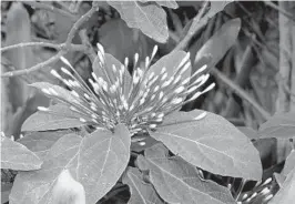  ??  ?? Now a common landscape plant, Clerodendr­um quadrilocu­lare or starburst clerodendr­um.