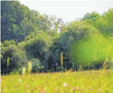  ?? FOTO: ANDREAS SPENGLER ?? Was bereits aussieht wie eine grüne Idylle, soll noch ökologisch­er werden: Westlich des Oelsees in Alberweile­r plant Schemmerho­fen eine ihrer umfangreic­hsten Ökomaßnahm­en der vergangene­n Jahre.