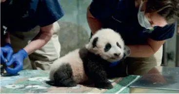  ?? ?? This November 18, 2020 handout photo courtesy of the U.S. Smithsonia­n’s National Zoo and Conservati­on Biology Institute shows the three-month-old giant panda cub named which translates as “little miracle” in English