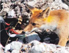  ?? SYMBOLFOTO: DPA ?? In Salem-Stefansfel­d steht ein Fuchs unter Verdacht, Schuhe zu stehlen. Sie verschwind­en von Terrassen und aus Gärten.