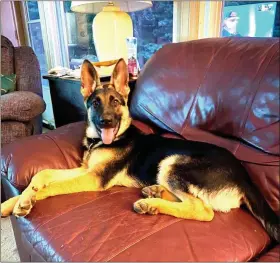  ?? STEVE SCHALLENKA­MP PHOTO ?? Hazel, now six months old, relaxes on the couch.