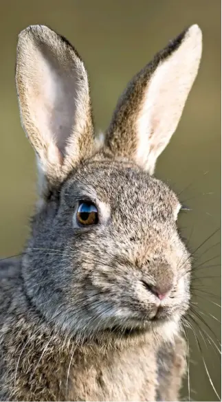  ??  ?? Rabbits’ large ears operate like satellite dishes, to catch and amplify sound. Not only can they hear at great distance, but they can locate where a sound comes from. Rabbits also rely on their ears for regulating heat loss. They do not pant or shed...