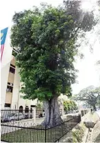  ??  ?? The first rubber tree planted in Malaysia can be found in Kuala Kangsar.