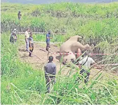  ??  ?? The carcass of the adult female elephant which was found in Bagahak, Lahad Datu on Wednesday.