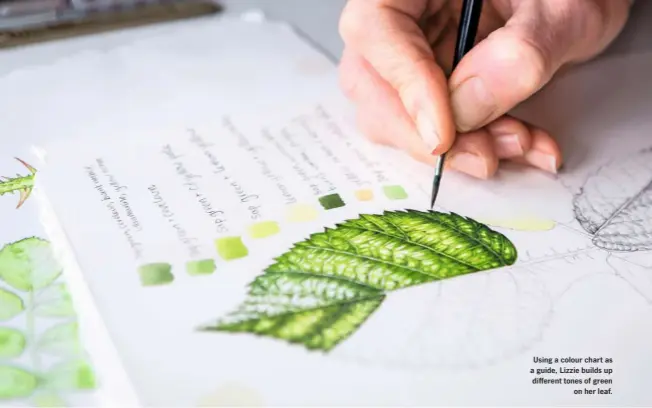  ??  ?? Using a colour chart as a guide, Lizzie builds up different tones of green on her leaf.