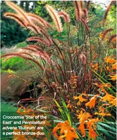  ??  ?? Crocosmia ‘Star of the East’ and Pennisetum advena ‘Rubrum’ are a perfect bronze duo