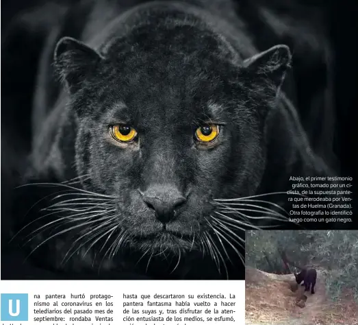  ??  ?? Abajo, el primer testimonio gráfico, tomado por un ciclista, de la supuesta pantera que merodeaba por Ventas de Huelma (Granada). Otra fotografía lo identificó luego como un gato negro.