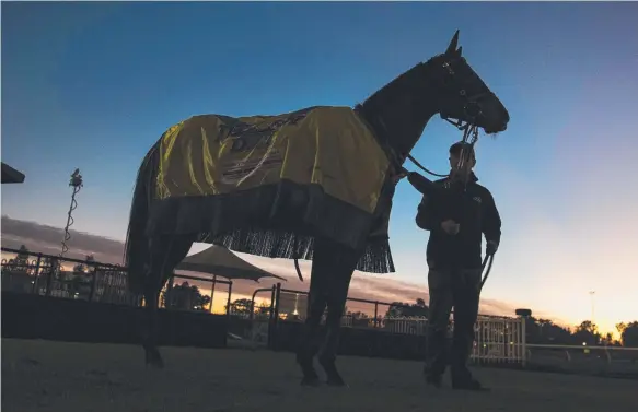  ?? Picture: DARREN LEIGH ROBERTS ?? Winx was out for an early run at Rosehill racecourse yesterday before her return at Randwick tomorrow.