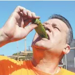 ?? GREG SORBER/JOURNAL ?? Ken DeWees, owner of Chile Traditions, 8204 Montgomery NE, eats a roasted Sandia pepper Wednesday.