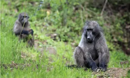  ?? Photograph: Halden Krog/AP ?? In previous studies, the longest a baboon had survived after receiving a pig heart was 57 days.