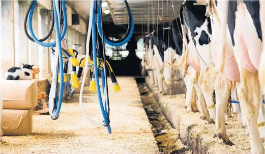  ??  ?? L’infertilit­é post-partum des vaches laitières semble amplifiée par une production laitière accrue.