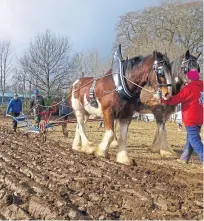  ??  ?? Dougie Mcnicoll, second left, with Greg Wilkinson, Pete Burdass and Gordon Nicholson. Benny Duncan’s horses Geordie and Jackson with a rookie ploughman.