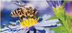  ?? Foto: obs/toom Baumarkt Gmbh/mmcez_shuttersto­ck ?? Dass die Natur schützensw­ert ist, darüber sind sich alle Parteien im Landtag einig. Umstritten aber sind die Methoden.