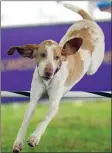  ?? The Associated Press ?? Elvira, a bracco Italiano, competes in the 24 inch class at the Masters Agility Competitio­n during the 146th Westminste­r Dog Show on, June 18, in Tarrytown, N.Y.