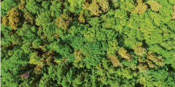  ?? Foto: Patrick Pleul, dpa ?? Anbieter von Wald als Geldanlage werben mit hohen Renditen. Doch es ist Vorsicht angebracht.