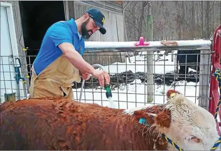  ?? JEAN BONCHAK — THE NEWS-HERALD ?? Brad Bly of Painesvill­e Township helps to clean Oz, his son’s Miniature Hereford cow. While growing up Bly and his wife, Samantha, were 4-H members and now support their son Seamus in his 4-H efforts.