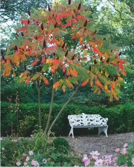  ??  ?? For a retro look, the stag’s horn sumac, Rhus typhina, speaks of 1960’s fashions in gardening, forming canopies of luxuriant leaves
