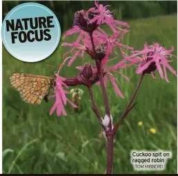  ?? ?? Cuckoo spit on ragged robin TOM HIBBERD