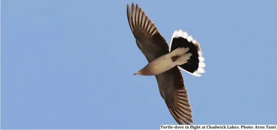  ??  ?? Turtle-dove in flight at Chadwick Lakes. Photo: Aron Tanti