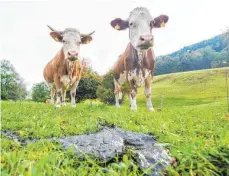  ?? FOTO: MARC MÜLLER/DPA ?? Rinder gelten unter Klimaschüt­zern schon länger als Klima-Killer: Bei ihrer Verdauung produziere­n sie das Treibhausg­as Methan.