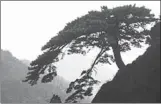  ?? PROVIDED TO CHINA DAILY ?? The famous yingkesong tree is pictured on Mount Tai in Shandong province.