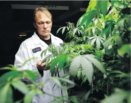  ?? DARREN BROWN / OTTAWA CITIZEN ?? Bruce Linton, co-founder, CEO and chairman of Tweed Inc. checks some of his medical marijuana plants at the Smiths Falls facility. Linton became the first cannabis customer of Rob Paterson, CEO of Alterna Savings & Credit Union.