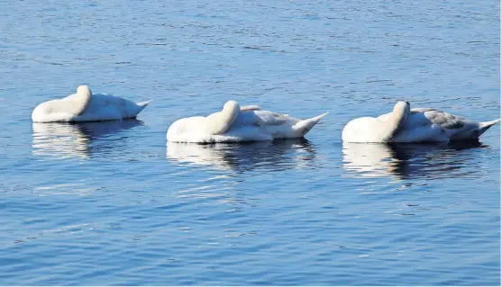  ?? ?? In sync Swans at rest on the Lake of Menteith by Dave Macdonald