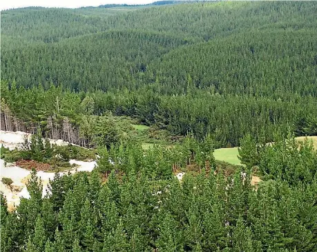  ??  ?? Pebbly Hills forest in the South Island contains a vast deposit of silica, which could be worth billions.