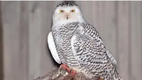  ??  ?? The large irruption of snowy owls is due in part to a swelling of the lemming population in Canada. MICHIGAN DEPARTMENT OF NATURAL RESOURCES