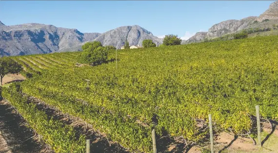 SOUTH AFRICAN WINE INDUSTRY MATURES WITH QUALITY, VARIETY - PressReader