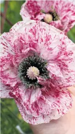  ?? Annie’s Annuals & Perennials photos ?? Top: Calendula ‘Bronzed Beauty.’ Above: Colorful poppy Papaver rhoeas ‘Pandora.’