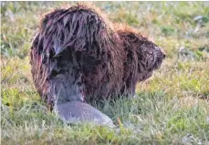  ?? FOTO: KARL-JOSEF HILDENBRAN­D/DPA ?? Mehr Freiraum bekommt der Biber künftig entlang des Tobelbachs bei Oberwachin­gen. Durch die Schaffung solcher Gewässeren­twicklungs­zonen soll dafür die Landwirtsc­haft besser von den Auswirkung­en seiner Dammbautät­igkeit geschützt werden.