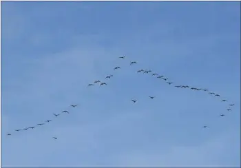  ?? Photograph: Jim Cassels ?? A formation of pink-footed geese, one of many skeins of geese flying over Arran in September.