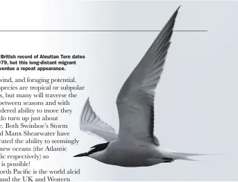  ??  ?? The single British record of Aleutian Tern dates back to 1979, but this long-distant migrant could be overdue a repeat appearance.