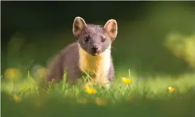  ?? Photograph: Nature Picture Library/Alamy ?? Pine martens (Martes martes) are one of the species hovering on the brink of extinction in the UK.