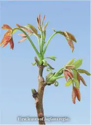  ??  ?? First leaves of Juglans regia.