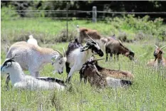  ?? ?? UNDER ATTACK: Goats at the Agricultur­al Research Centre, which is cross-breeding hardy iMbuzis and Boer goats.