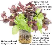  ??  ?? Hydroponic red and green basil