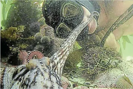  ?? Picture: CRAIG LOUBSER ?? LOVE AFFAIR: The kiss that started it all. Conservati­onist Craig Foster and his co-star get up close and personal in 'My Octopus Teacher', an undersea documentar­y gathering accolades worldwide.